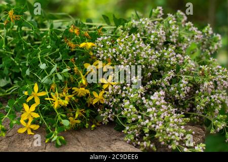 Bouquet d'origan et d'hypericum en fleurs. Herbes culinaires, plantes curatives Banque D'Images