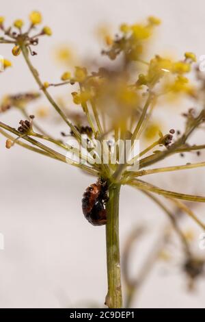 2-spot coccinelle ( Adalia bipunctata) pupae Banque D'Images