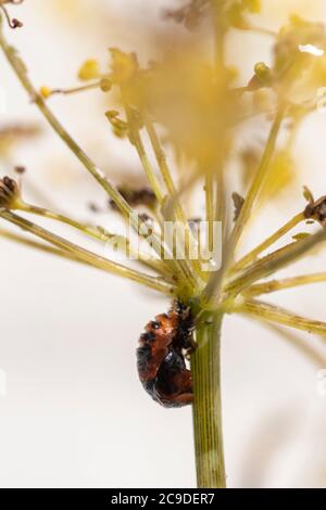 2-spot coccinelle ( Adalia bipunctata) pupae Banque D'Images