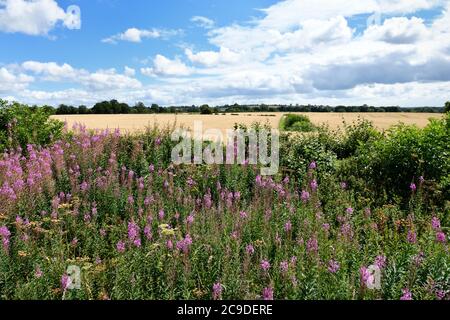 Rosebay Willowherb (Chamaenerion) Banque D'Images