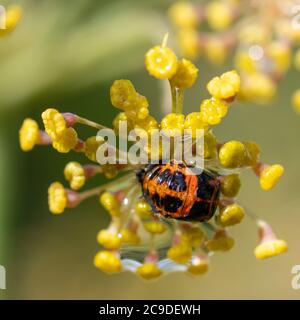 2-spot coccinelle ( Adalia bipunctata) pupae Banque D'Images