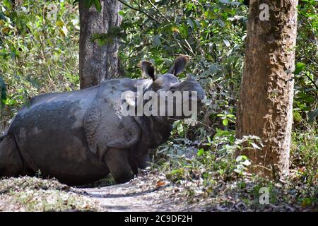 Rhinocéros indien, Panzernashorn, Rhinoceros unicornis, parc national de Chitwan, Népal, Site du patrimoine mondial de l'UNESCO Banque D'Images