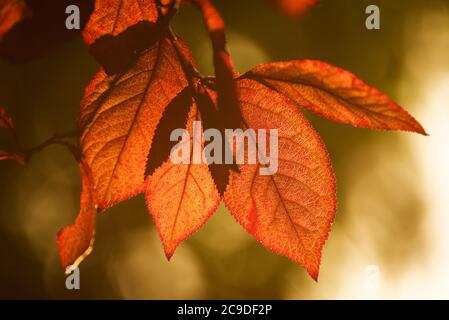 feuilles rouges en arrière-plan d'automne Banque D'Images