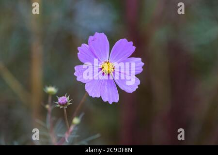 Fleur cosmos pourpre sur fond vert Banque D'Images