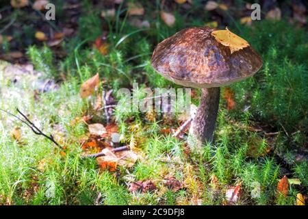Ramassage de champignons comestibles dans la forêt. Champignons de bouleau ou calotte brune poussant dans la forêt. Champignon sous une feuille d'automne. Feuilles jaunes et