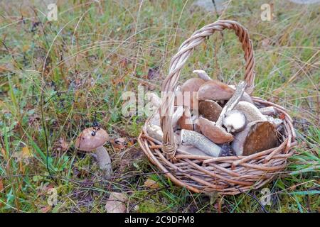 Panier complet de champignons frais d'automne tels que le scabre Boletus, aurantiacus, edulis.Mushroom Boletus dans un panier en osier. Champignons CEP d'automne. Cuisson Banque D'Images