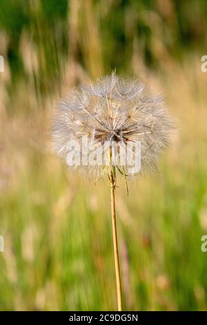 Tête de fleur de la barbe de chèvre (Tragopogon pratensis) Banque D'Images