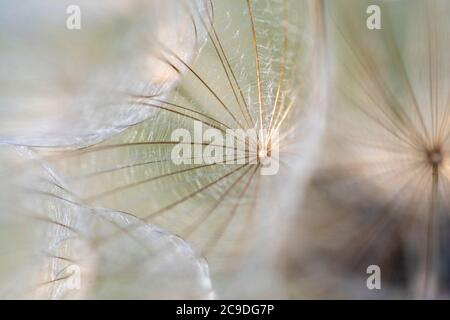 Tête de fleur de la barbe de chèvre (Tragopogon pratensis) Banque D'Images