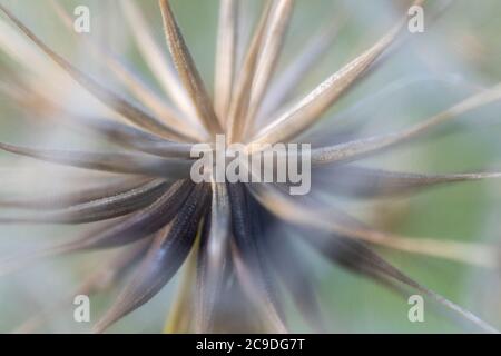 Tête de fleur de la barbe de chèvre (Tragopogon pratensis) Banque D'Images