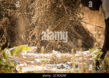 Les agriculteurs de subsistance africains extraient le grain de sésame des tiges et des capsules en secouant les paquets séchés sur une feuille de tarpauline dans un champ de sésame dans la province rurale de Mouhoun, Burkina Faso, Afrique de l'Ouest. Banque D'Images
