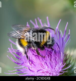 L'abeille Bumble à queue blanche (Bombus lucorum) se nourrissant de chardon de lance (Cirsium vulgare) fleur Banque D'Images