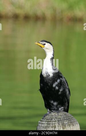 Petit cormorant à pied ou petit cerf assis sur une pile de bois dans un lac Banque D'Images