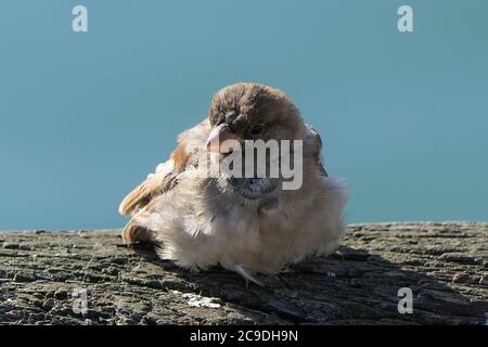 Adorable jeune moineau sur un rocher avec la mer en arrière-plan Banque D'Images