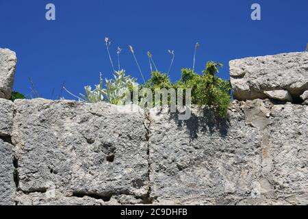 beaucoup de belles fleurs poussent sur un vieux mur Banque D'Images