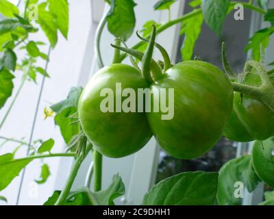 Un zébra noir Siamois vert à deux tomates Banque D'Images