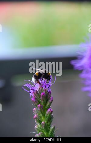 un bourdon collectionne le pollen sur une fleur pourpre liatris en été Banque D'Images