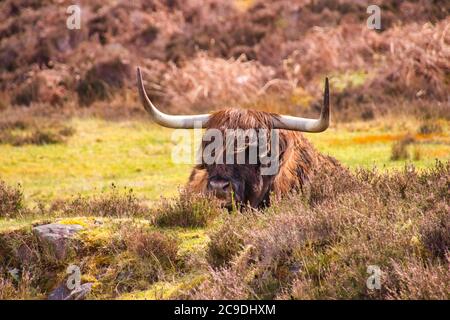 un galloway tente de se cacher dans l'herbe Banque D'Images