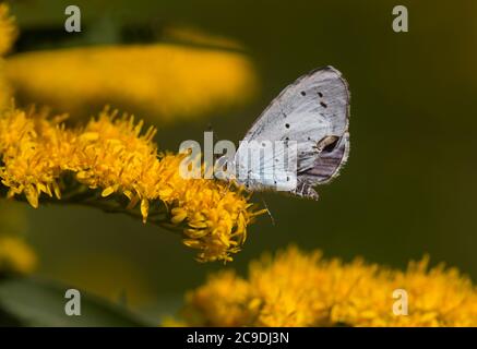 Le bleu Holly, un petit papillon, sur la tête de fleur jaune du Goldenrod Banque D'Images