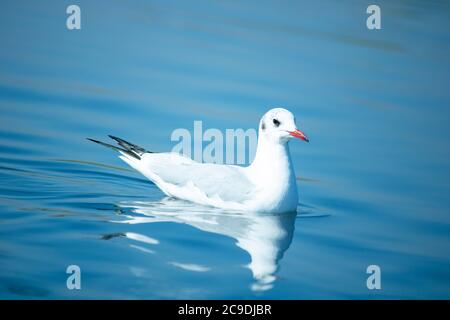 Mouette nageuse sur l'eau Banque D'Images