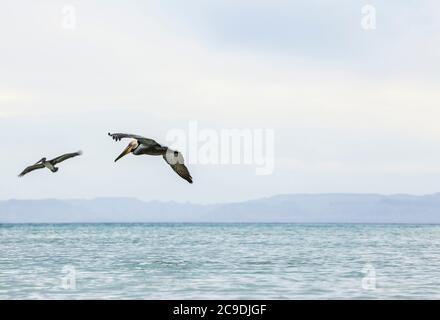 Deux pélicans bruns volant au large de la côte d'Isla Espirito Santo, Golfe de Californie avec le continent Baja au loin, BCS, Mexique. Banque D'Images