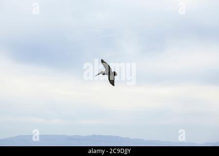 Un pélican brun solitaire volant au large de la côte de l'île Espirito Santo, golfe de Californie avec le continent Baja dans la distance, BCS, Mexique. Banque D'Images