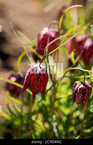 Belle, Fritilaria meleagris, fleur de l'année 1993 Banque D'Images
