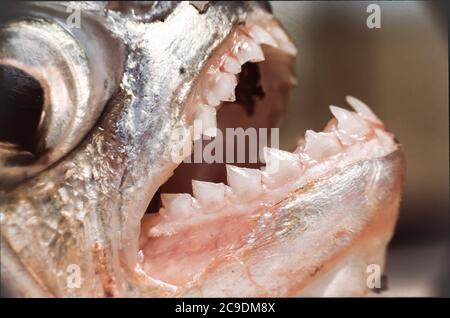 Gros plan sur les dents pointues d'un piranha Pris dans un fleuve Venezuela près de l'Amazonie Banque D'Images