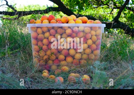 Abricots rouges-jaunes mûrs fraîchement assemblés dans le paquet dans le jardin en gros plan Banque D'Images