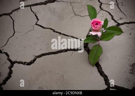 Une rose rose sur une tige a jasté d'un sol sec fissuré Banque D'Images