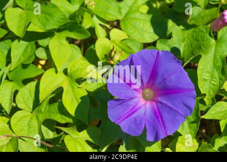 Une fleur de gloire du matin violet Banque D'Images