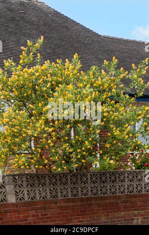 Cytisus ballandieri Argyrocytisus battandieri Pineapple Broom un arbuste droit vigoureux à feuilles caduques qui fleurit d'été avec des fleurs jaunes Banque D'Images