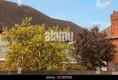 Cytisus ballandieri Argyrocytisus battandieri Pineapple Broom un arbuste droit vigoureux à feuilles caduques qui fleurit d'été avec des fleurs jaunes Banque D'Images