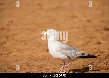 Seagull assis sur les rochers à Broadstairs, Kent Banque D'Images