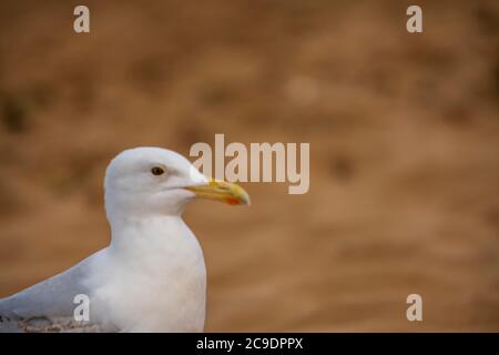 Seagull assis sur les rochers à Broadstairs, Kent Banque D'Images