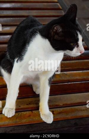 Chat noir et blanc assis sur une table brune près d'un homme à Bali Indonésie, chat assis sur la table Banque D'Images