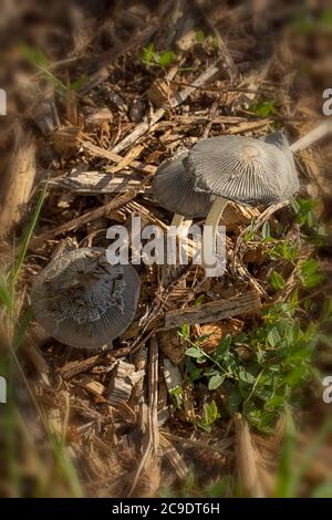 Les champignons sur le bois de chipwood gâtent le tas, les structures et les textures dans la nature Banque D'Images