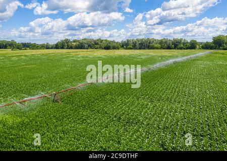 Martin, Michigan - UN système d'irrigation à pivot central arrose un champ de maïs dans l'ouest du Michigan. Banque D'Images
