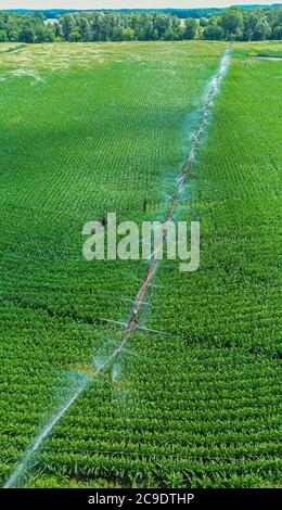 Martin, Michigan - UN système d'irrigation à pivot central arrose un champ de maïs dans l'ouest du Michigan. Banque D'Images