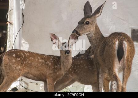 Une mère mule cerf et sa fraie dans une cour dans la ville de Berkeley, en Californie. Banque D'Images