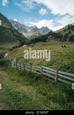 Troupeau de vaches reposant sur des terres agricoles entourées par les Dolomites Banque D'Images