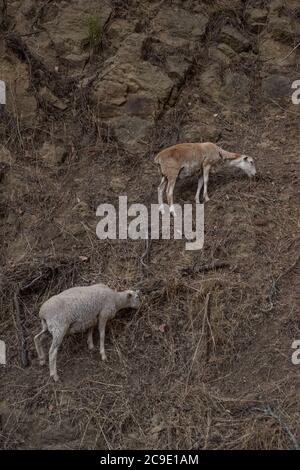 Un troupeau de chèvres est libéré sur terre pendant la saison des incendies de forêt pour dégager la végétation sèche de façon efficace et bon marché pour prévenir les incendies. Banque D'Images