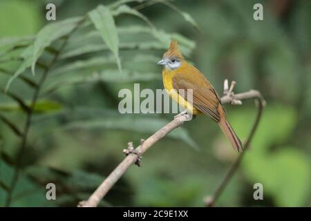 Bulbul à gorge feuilletée (Alophoixus pallidus), Jailigong Shan, sud-ouest du Yunnan, Chine 2 janvier 2019 Banque D'Images