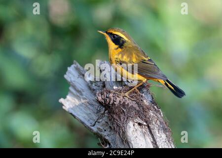 Golden Bush-Robin (Tarsiger chrysaeus), homme, vue latérale, sauvage, mais attiré par l'eau, Jailigong Shan, sud-ouest du Yunnan, Chine 2 janvier 2019 Banque D'Images