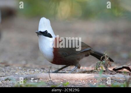 Vue latérale de Laughingthrush (Garrulax leucolophus), 'Hornbill Valley', comté de Yingjiang, sud-ouest du Yunnan, Chine Déc 2018 Banque D'Images