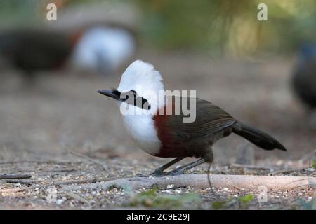 Vue de face de Laughingthrush (Garrulax leucolophus), 'Hornbill Valley', comté de Yingjiang, sud-ouest du Yunnan, Chine Déc 2018 Banque D'Images