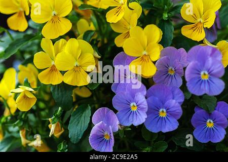 les fleurs de pansy jaune vif et violet se rapprochent Banque D'Images