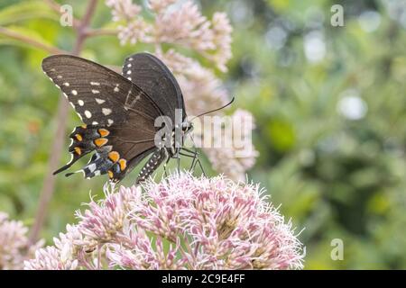 Spicebush wallowtail papillon alimentation à partir de fleurs de milkaded - Papilio troilus Banque D'Images