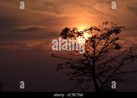 Magnifique ciel, brunch des arbres le soir, vue sur le ciel doré Banque D'Images