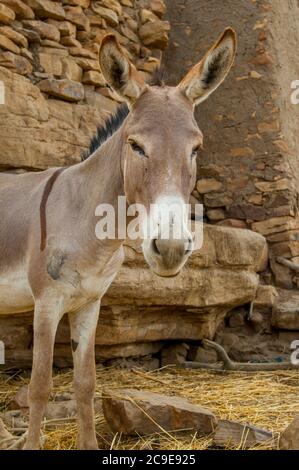 Un âne dans le village de Niogono Dogon dans la région de Bandiagara, pays de Dogon, Mali, Afrique de l'Ouest. Banque D'Images