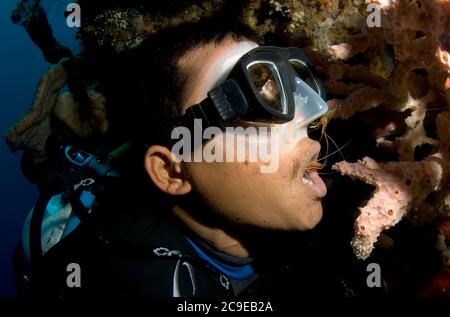 Plongeur se faisant nettoyer les dents par les crevettes Hysmata amboinensis, site de plongée, Tulamben, Bali, Indonésie, Océan Indien Banque D'Images